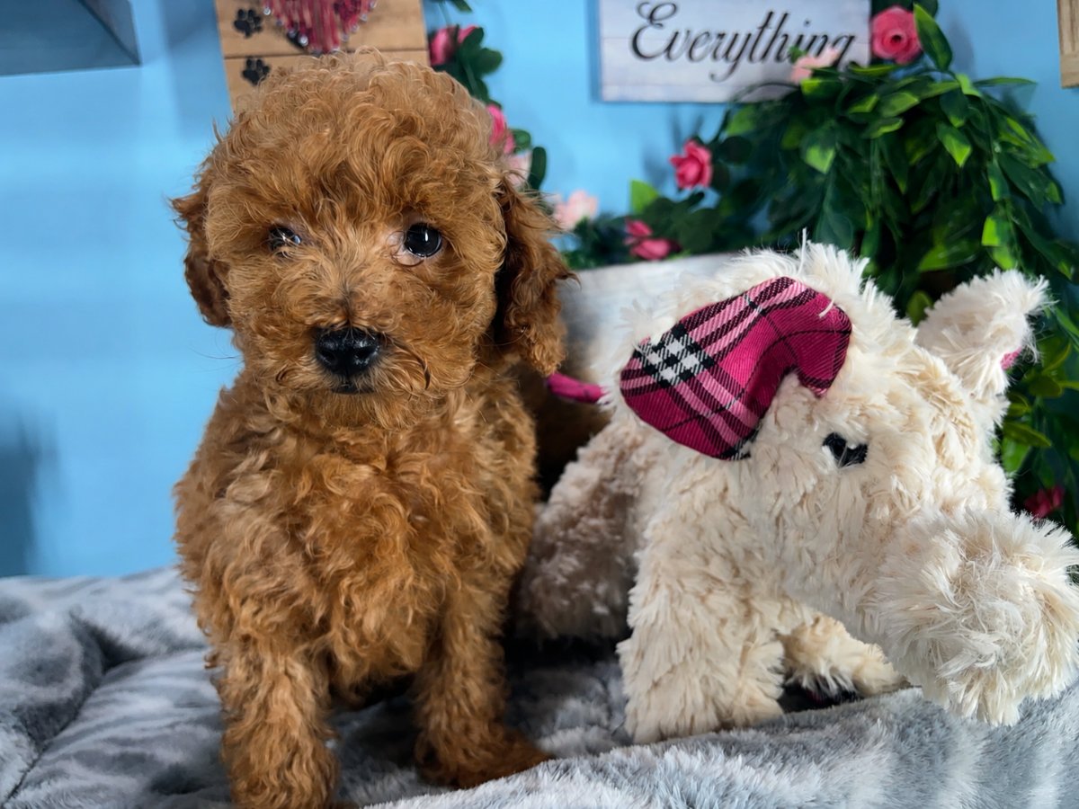 Connecticut puppies for sale