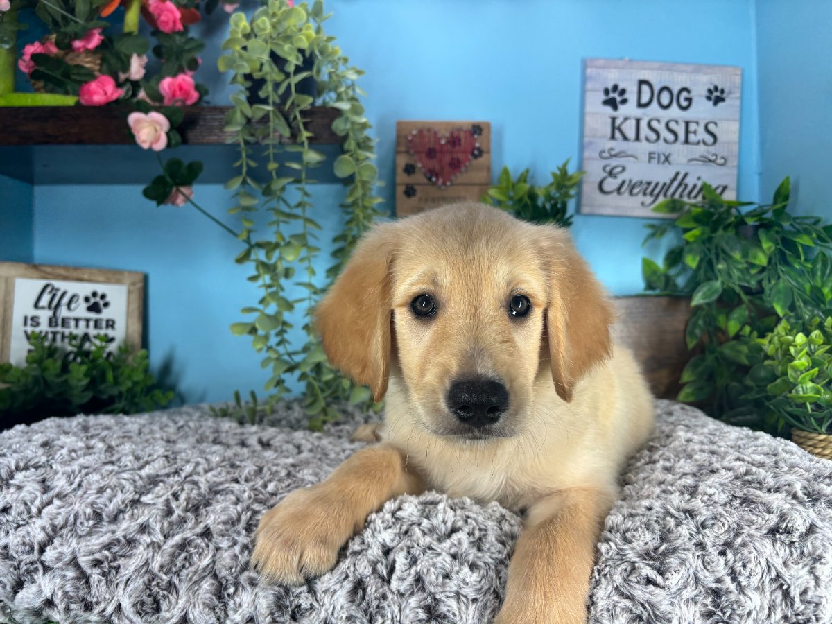 Connecticut puppies for sale