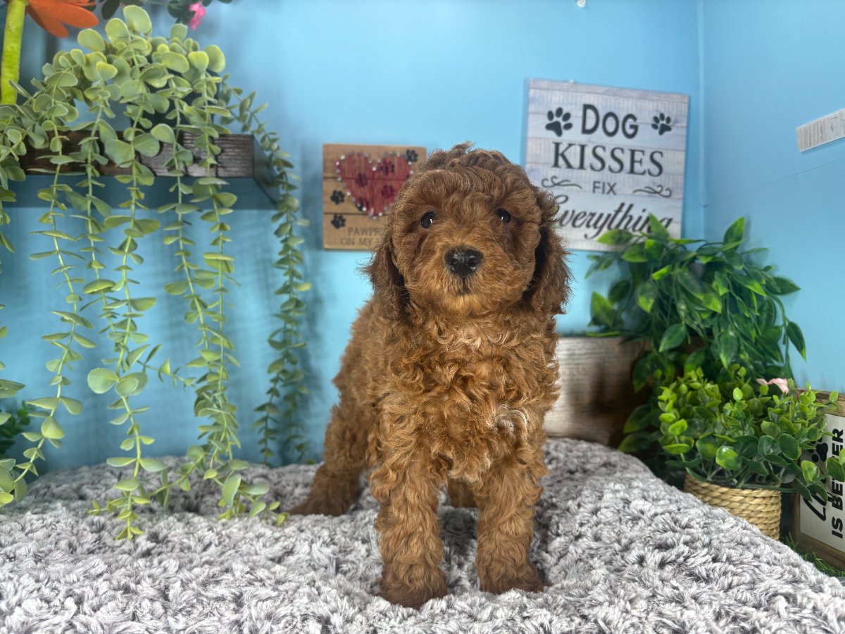 Connecticut puppies for sale