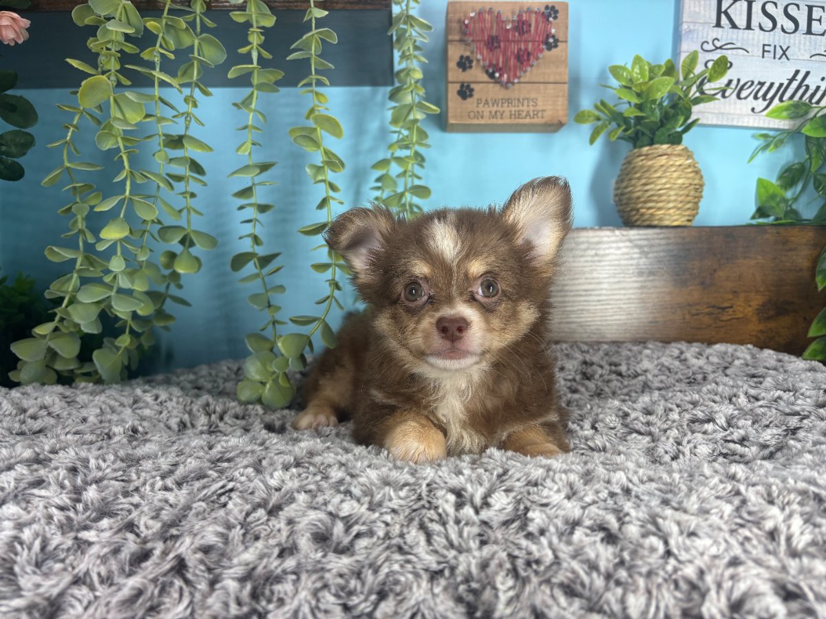 Connecticut puppies for sale