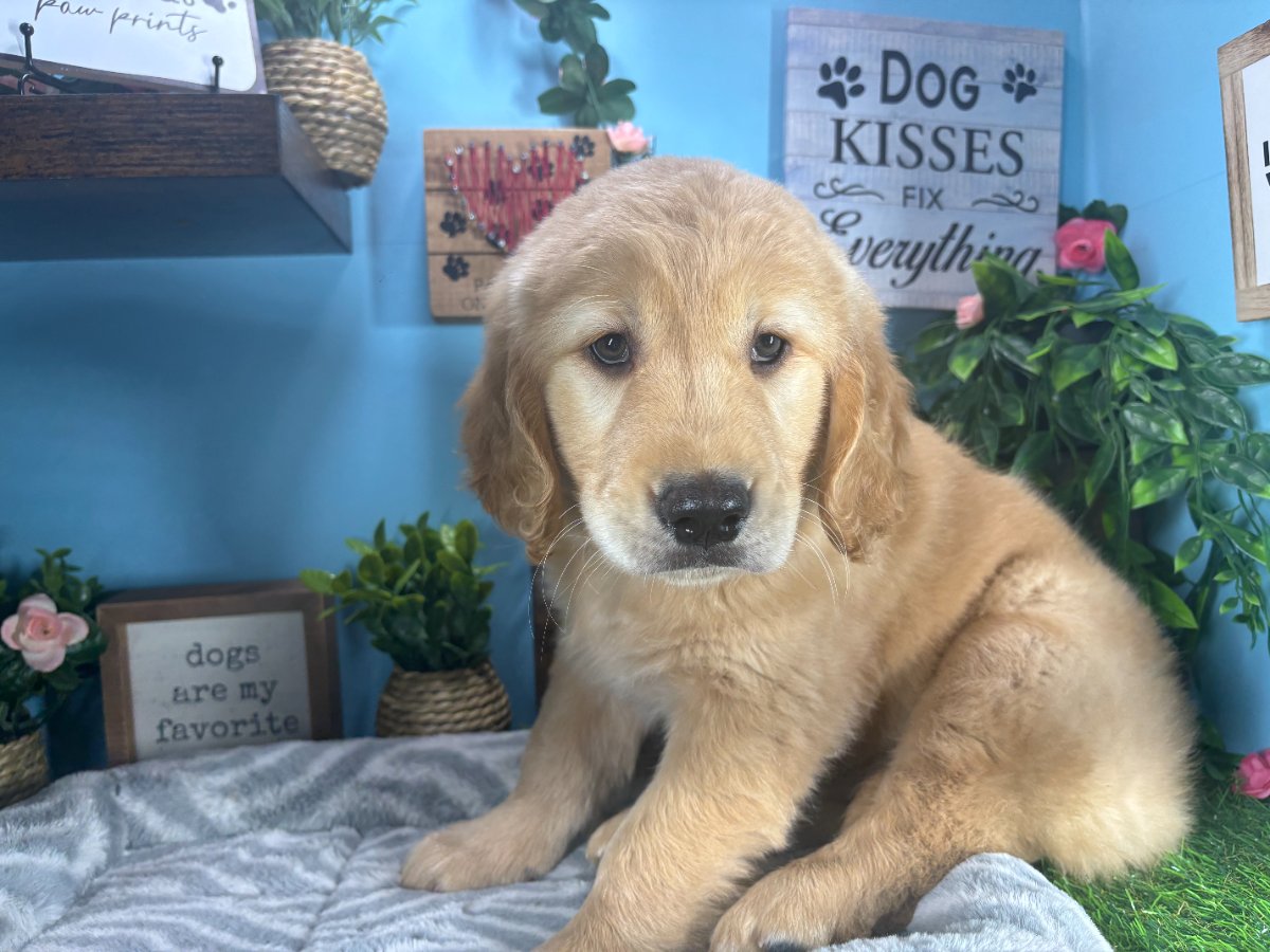 Connecticut puppies for sale