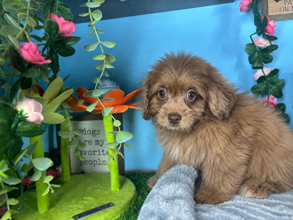 Connecticut puppies for sale