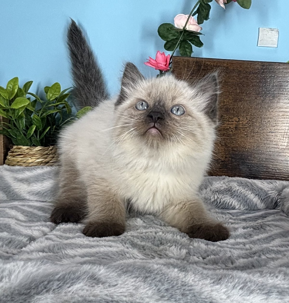 Ragdoll kittens for sale Connecticut