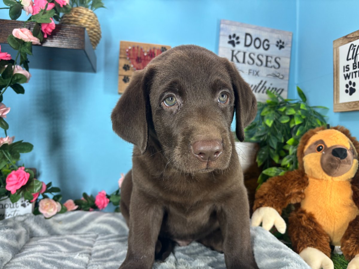 Connecticut puppies for sale