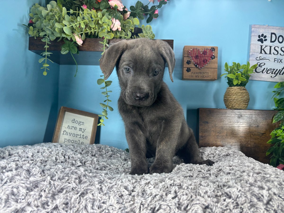 Cane Corso puppies for sale Connecticut
