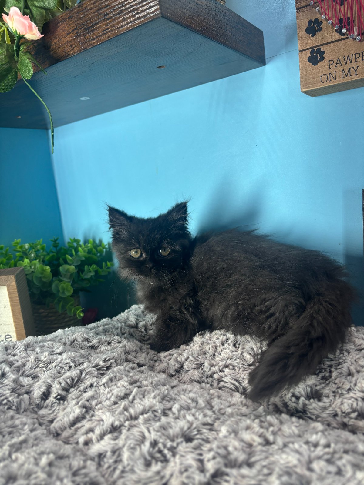 Connecticut kittens for sale
