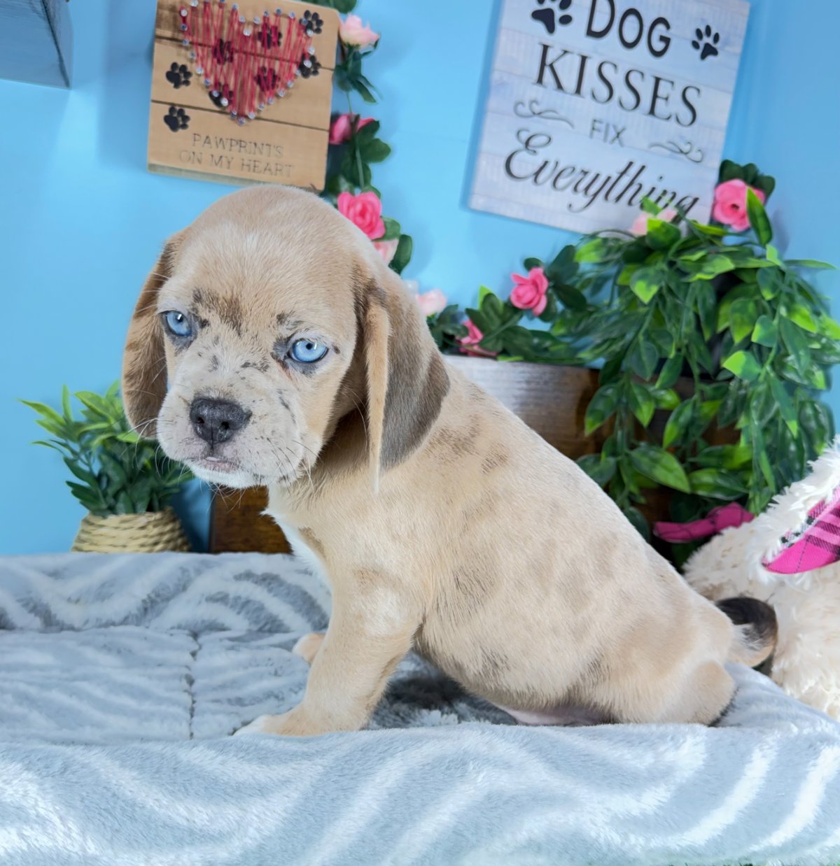 Connecticut puppies for sale