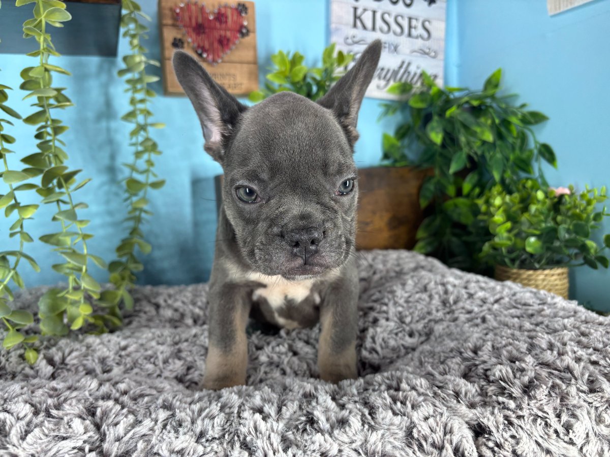French Bulldog puppies for sale Connecticut