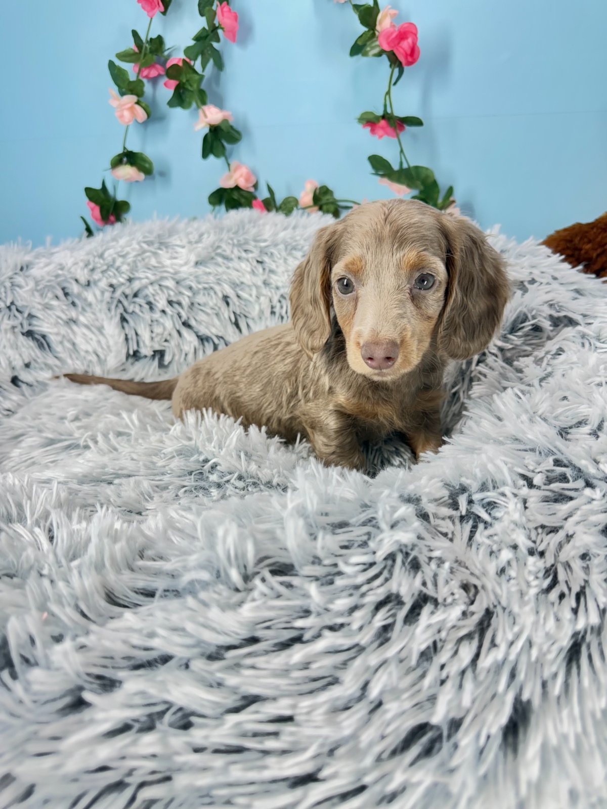 Moose - Dachshund