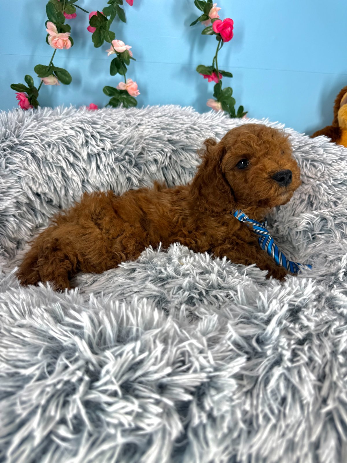 Remy - Mini Goldendoodle