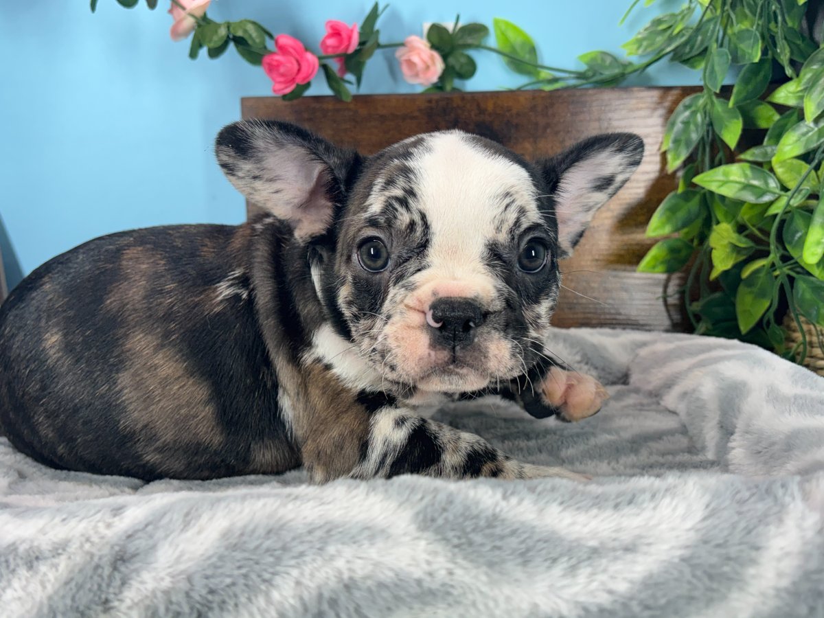 Connecticut puppies for sale
