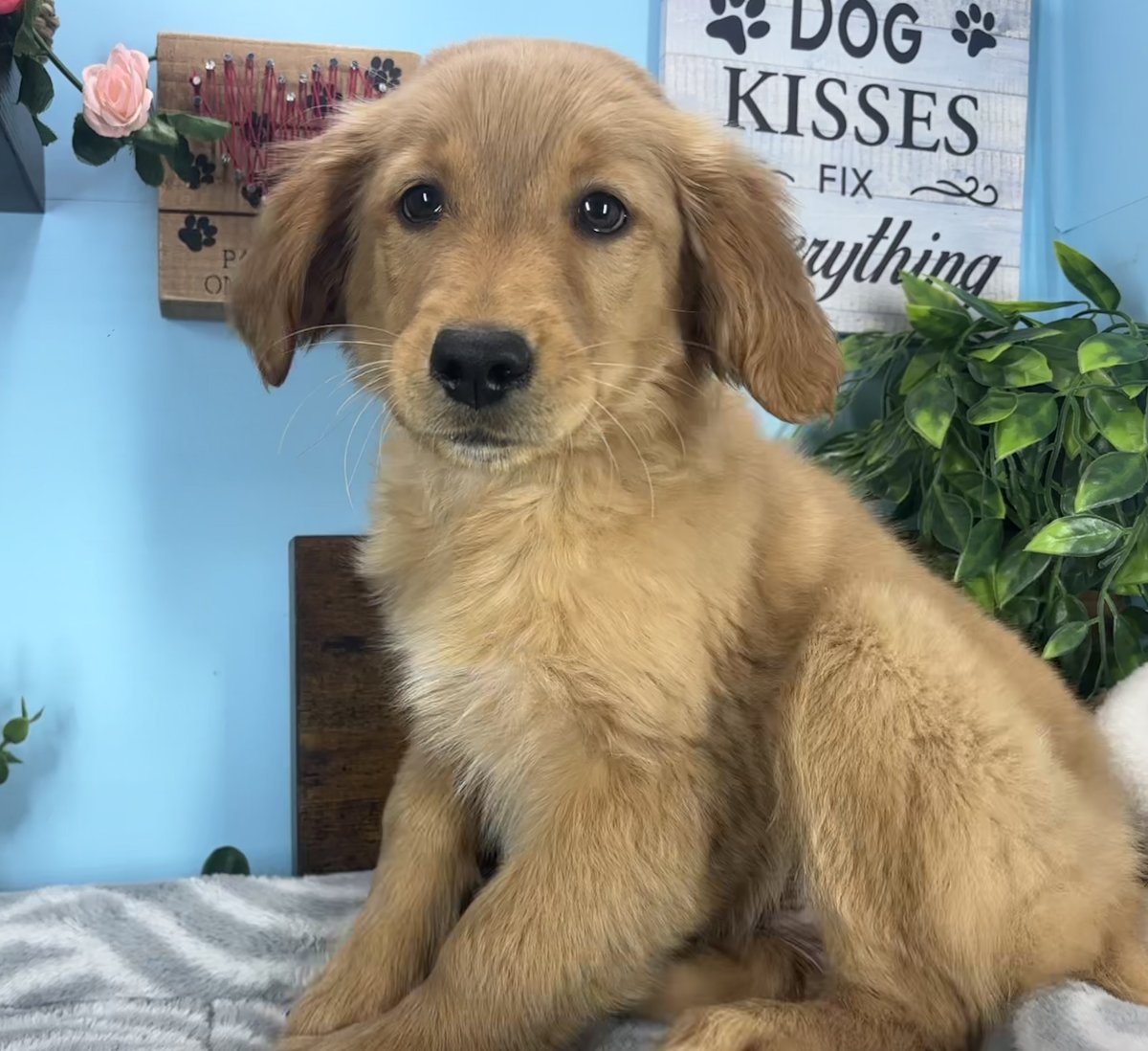 Golden Retriever puppies for sale Connecticut