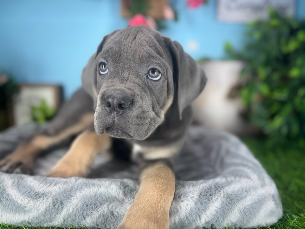 Cane Corso puppies for sale Connecticut