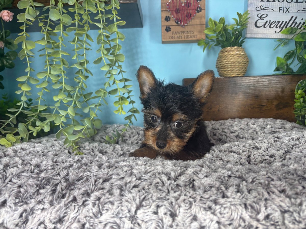 Connecticut puppies for sale