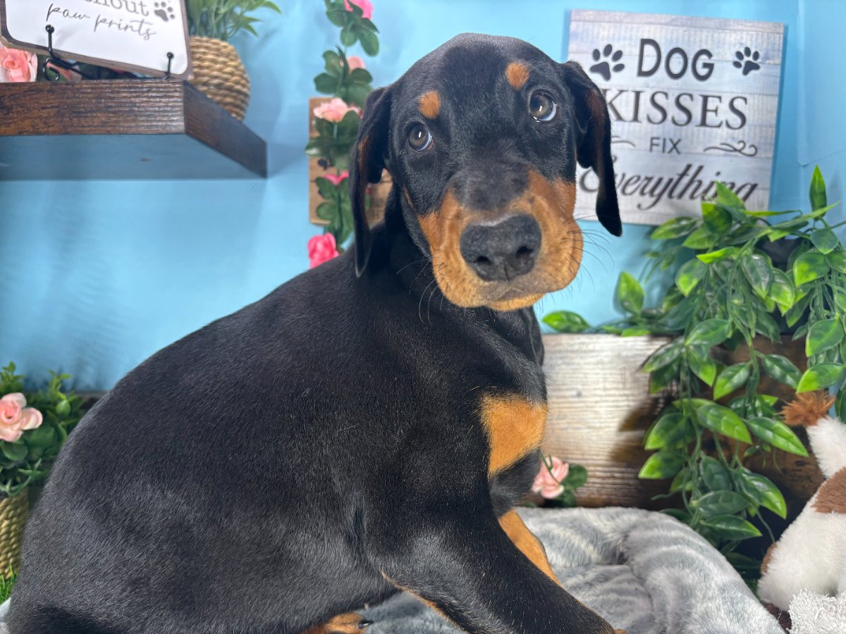 Connecticut puppies for sale