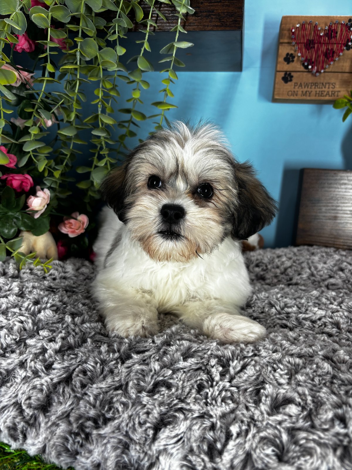 Connecticut puppies for sale