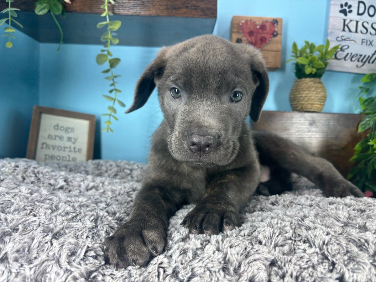 Cane Corso puppies for sale Connecticut