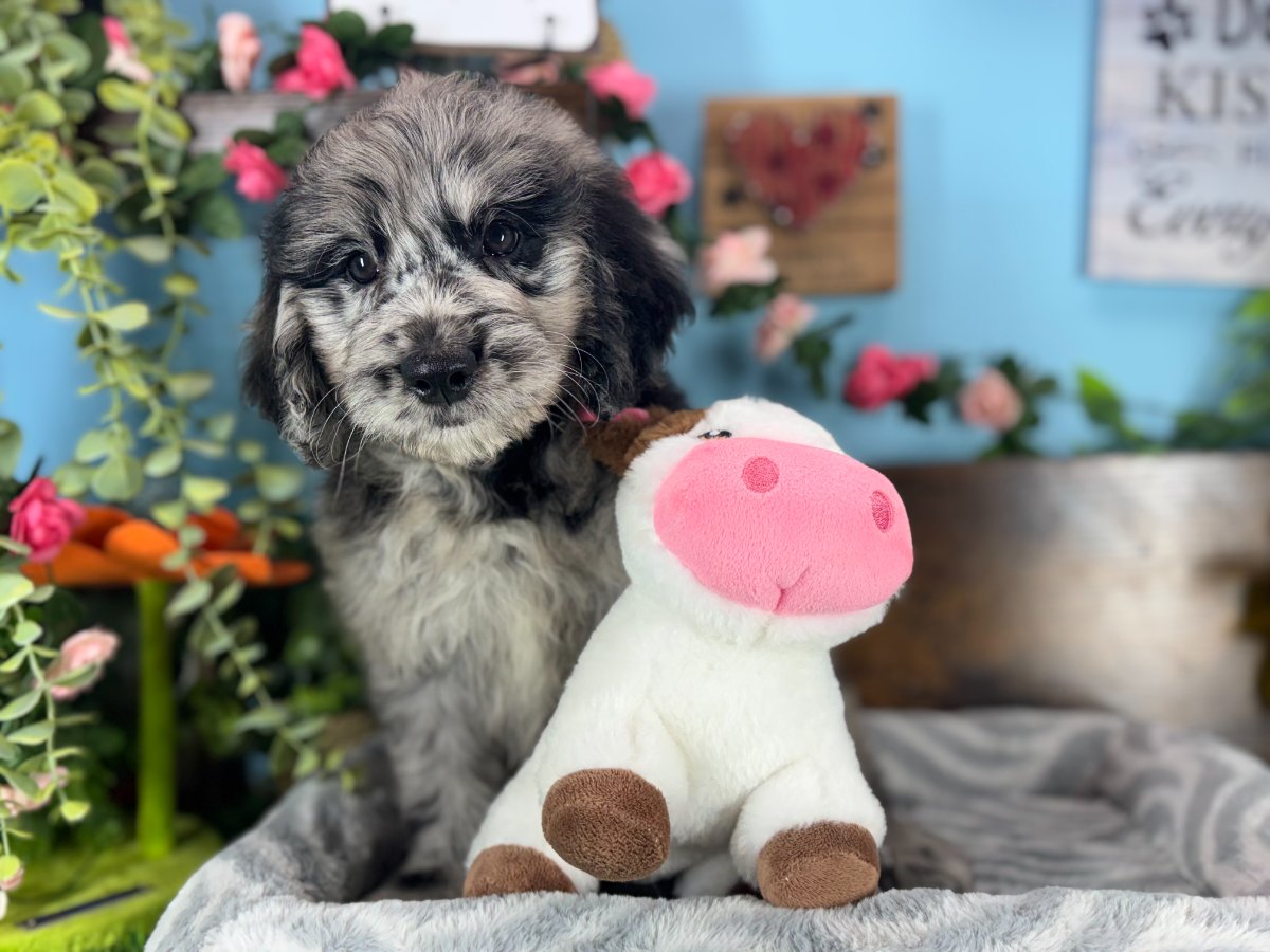 Connecticut puppies for sale