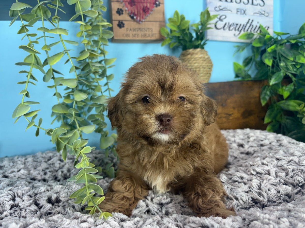 Connecticut puppies for sale