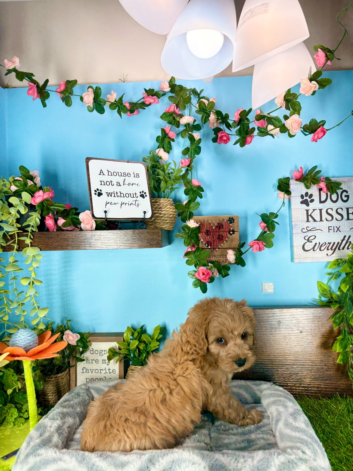 Connecticut puppies for sale