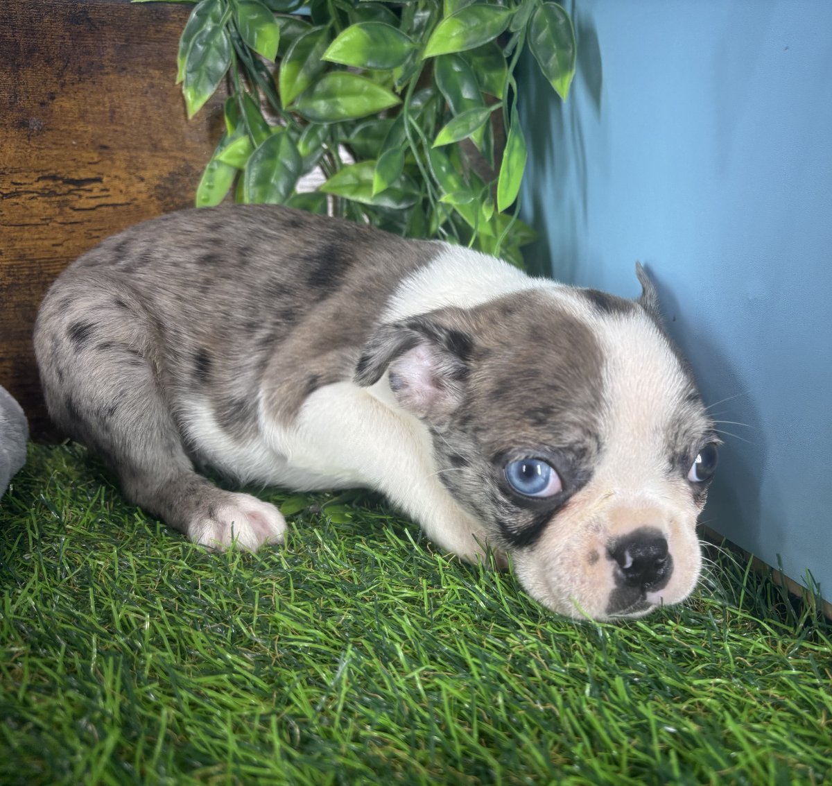 Boston Terrier puppies for sale Connecticut