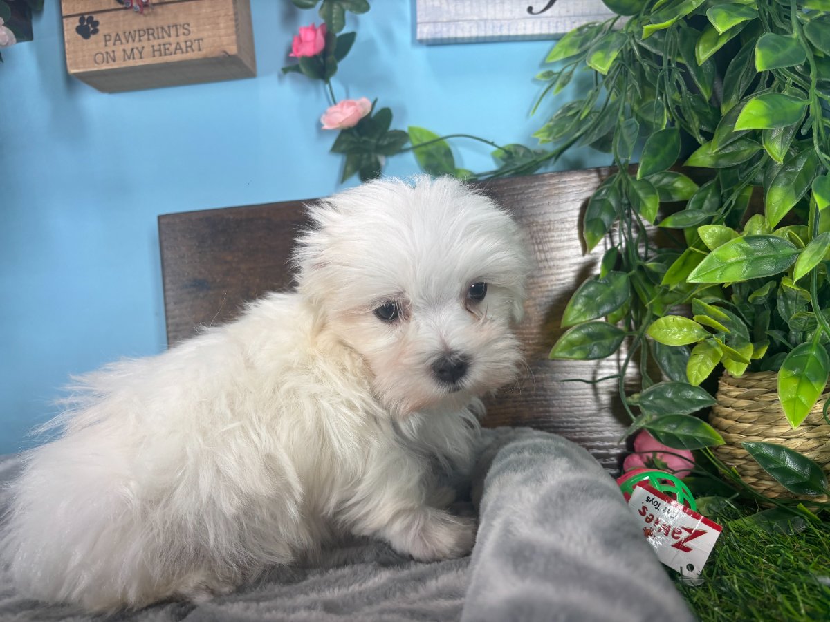 Connecticut puppies for sale