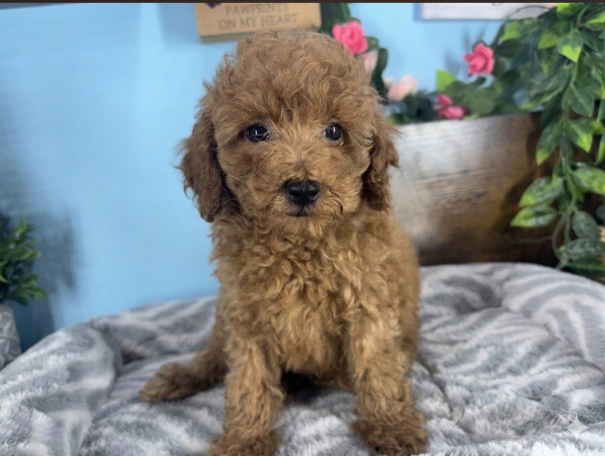 Connecticut puppies for sale