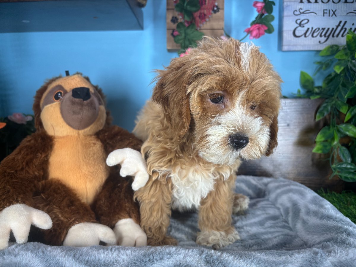 Connecticut puppies for sale