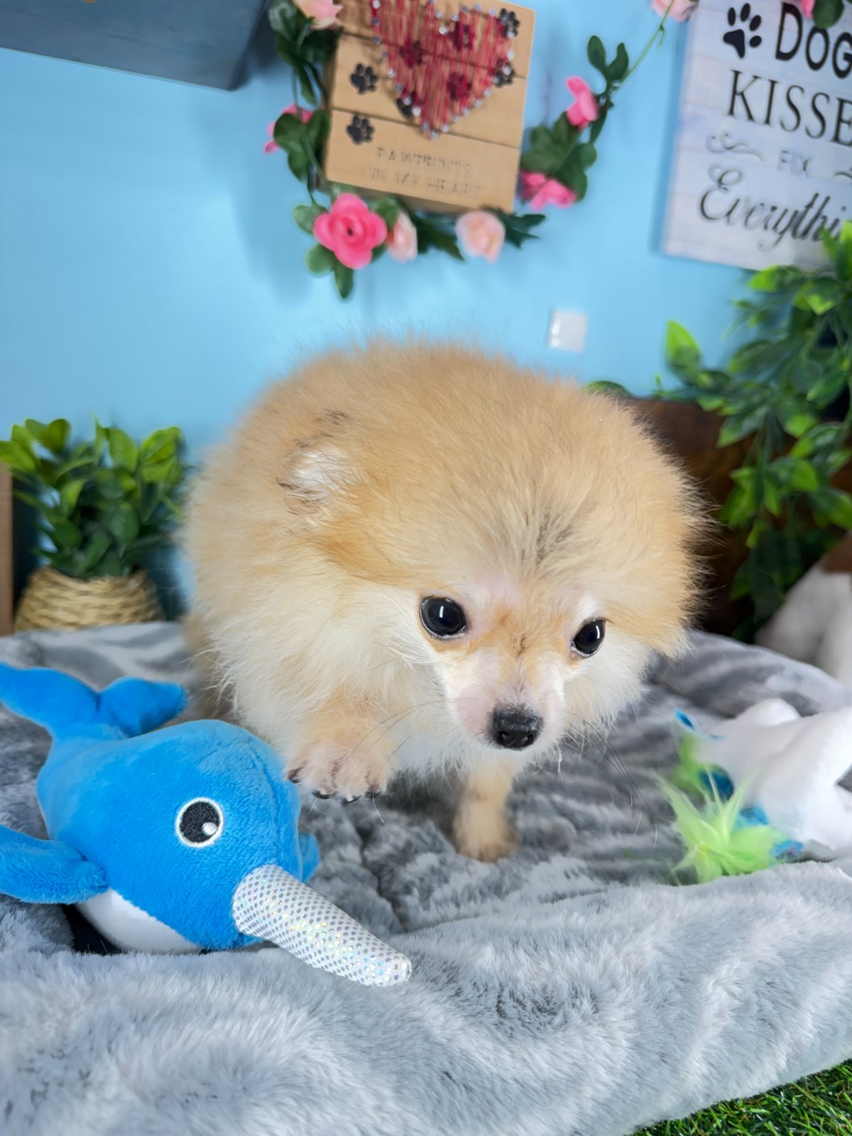 Connecticut puppies for sale