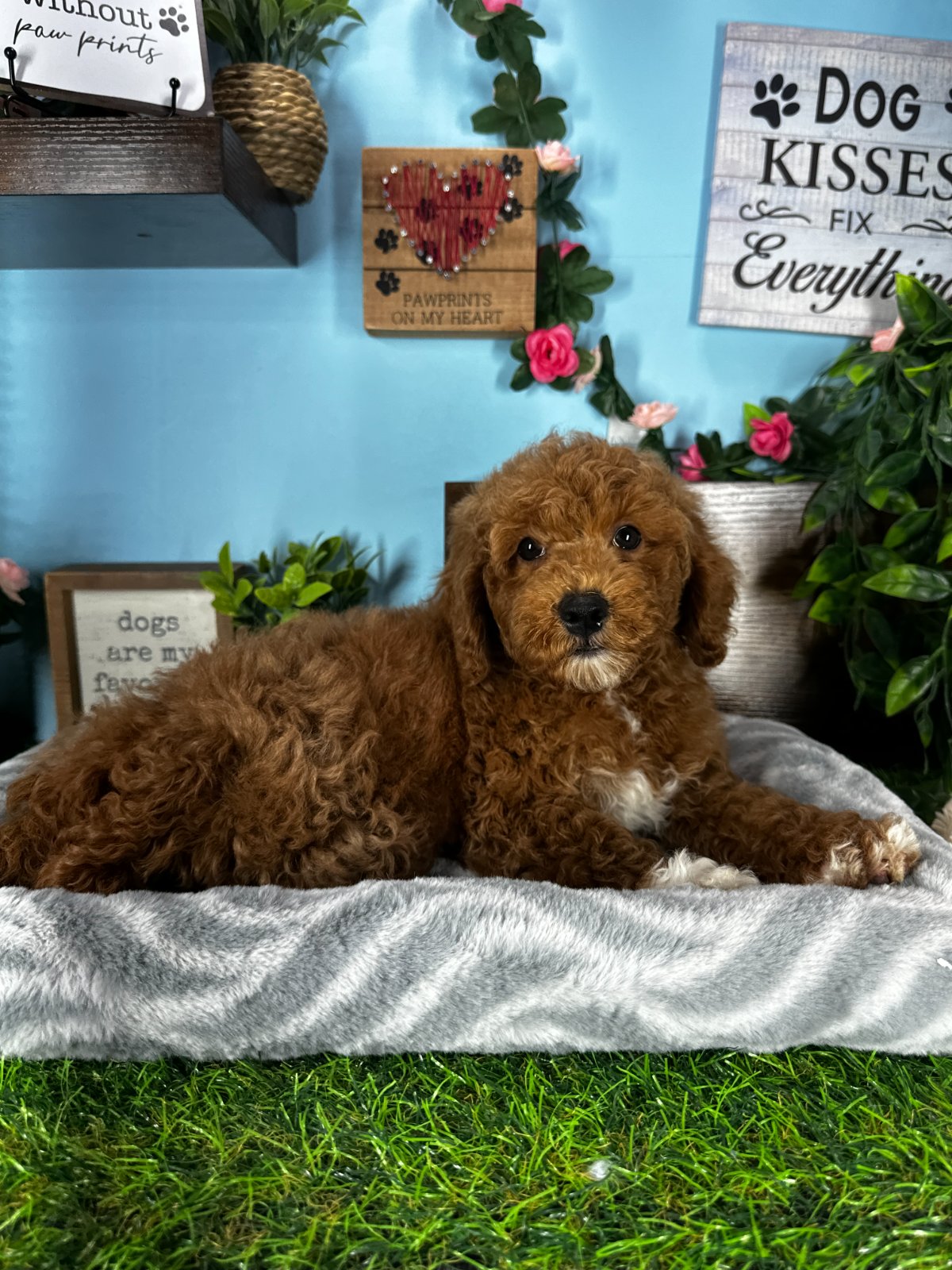 Connecticut puppies for sale