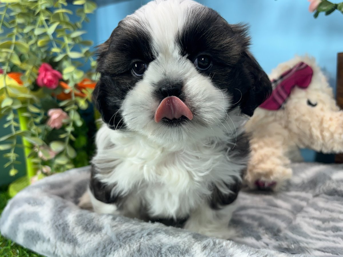 Shih Tzu puppies for sale Connecticut