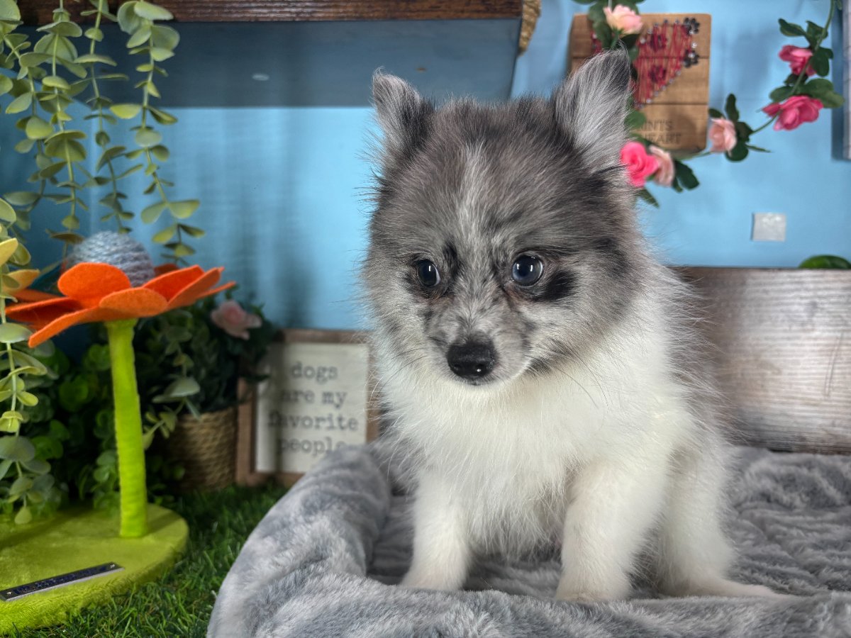 Connecticut puppies for sale