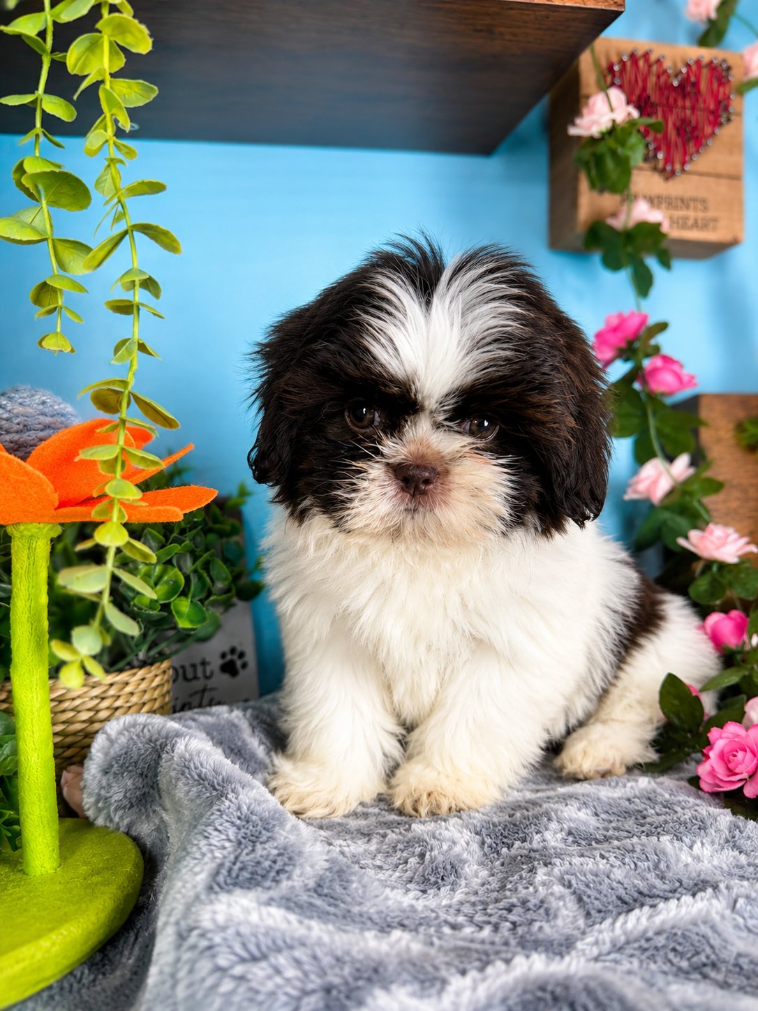 Connecticut puppies for sale