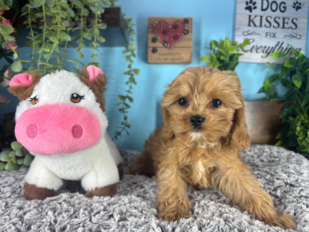 Connecticut puppies for sale