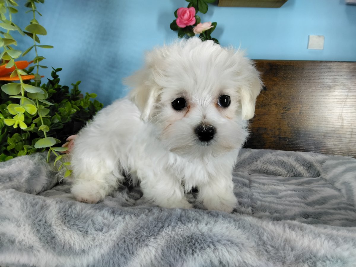 Connecticut puppies for sale