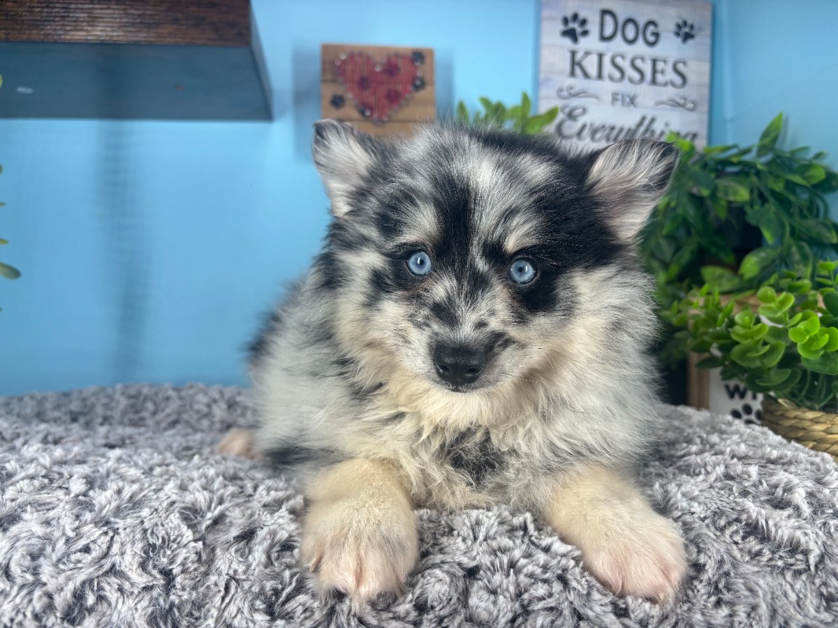 Pomsky puppies for sale Connecticut