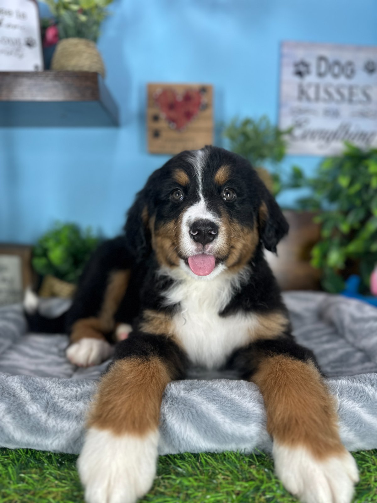 Connecticut puppies for sale
