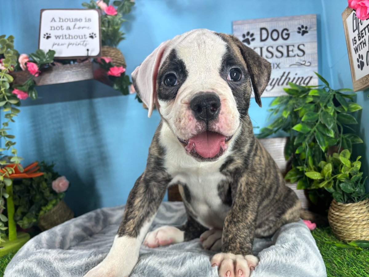 American Bulldog puppies for sale Connecticut