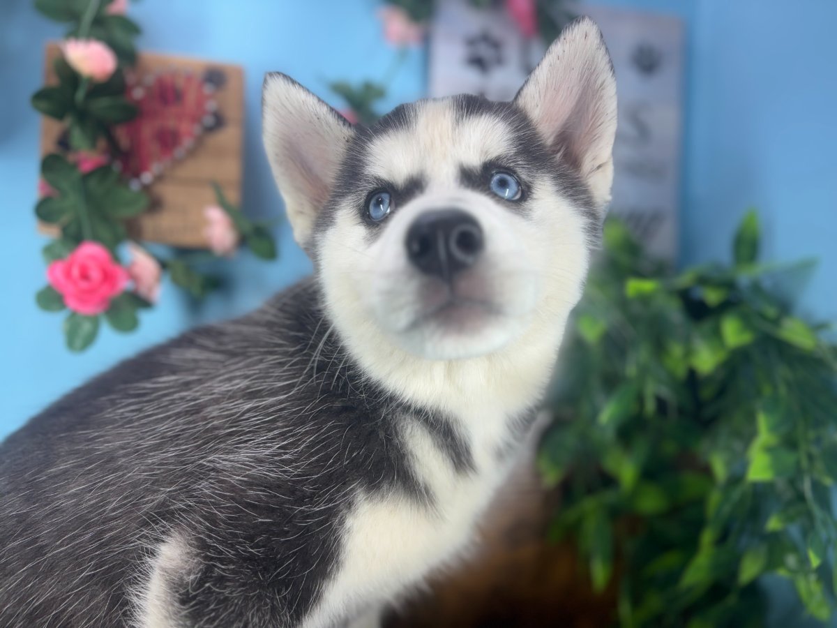 Siberian Husky puppies for sale Connecticut