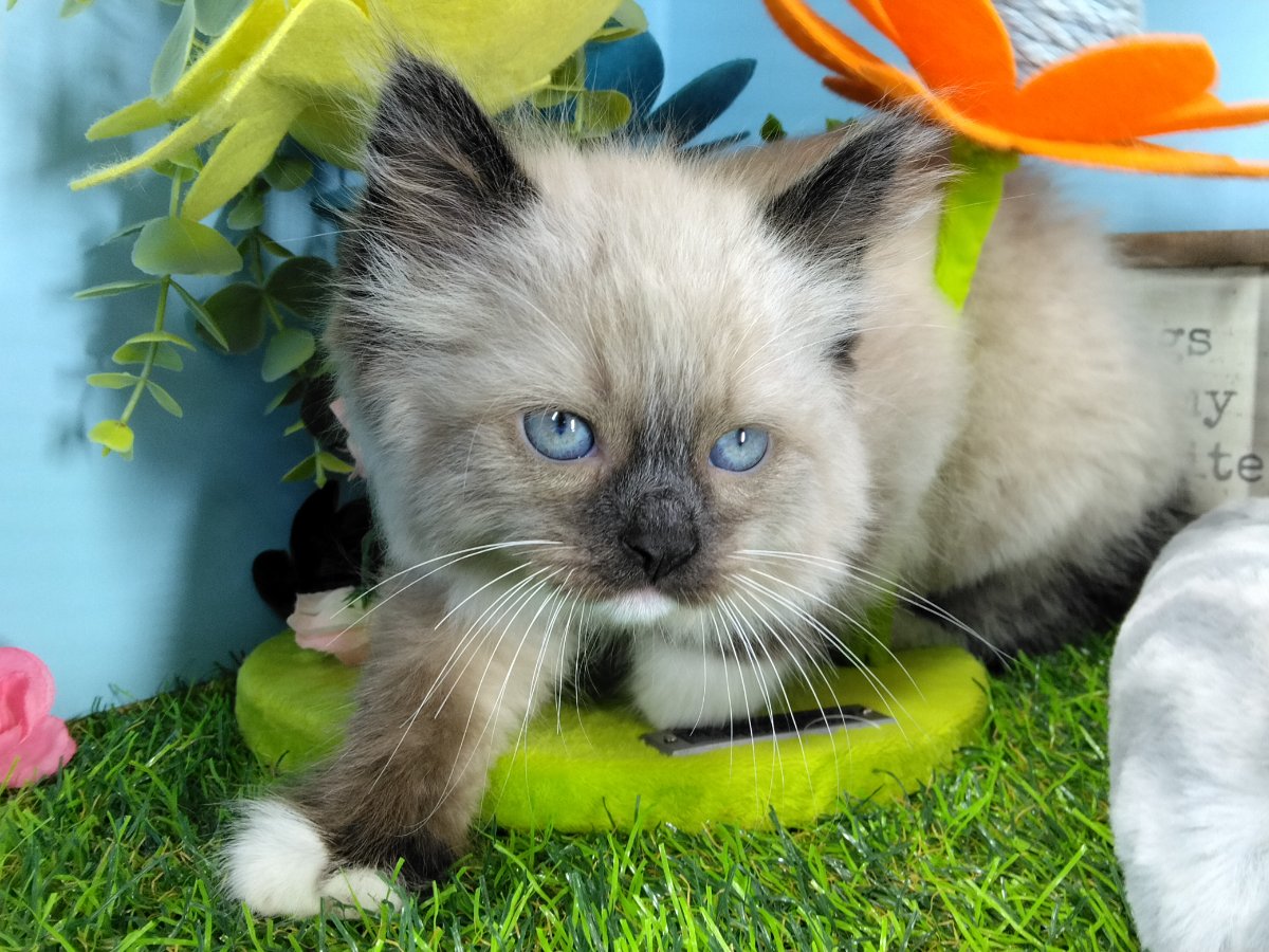 Ragamuffin kittens for sale Connecticut