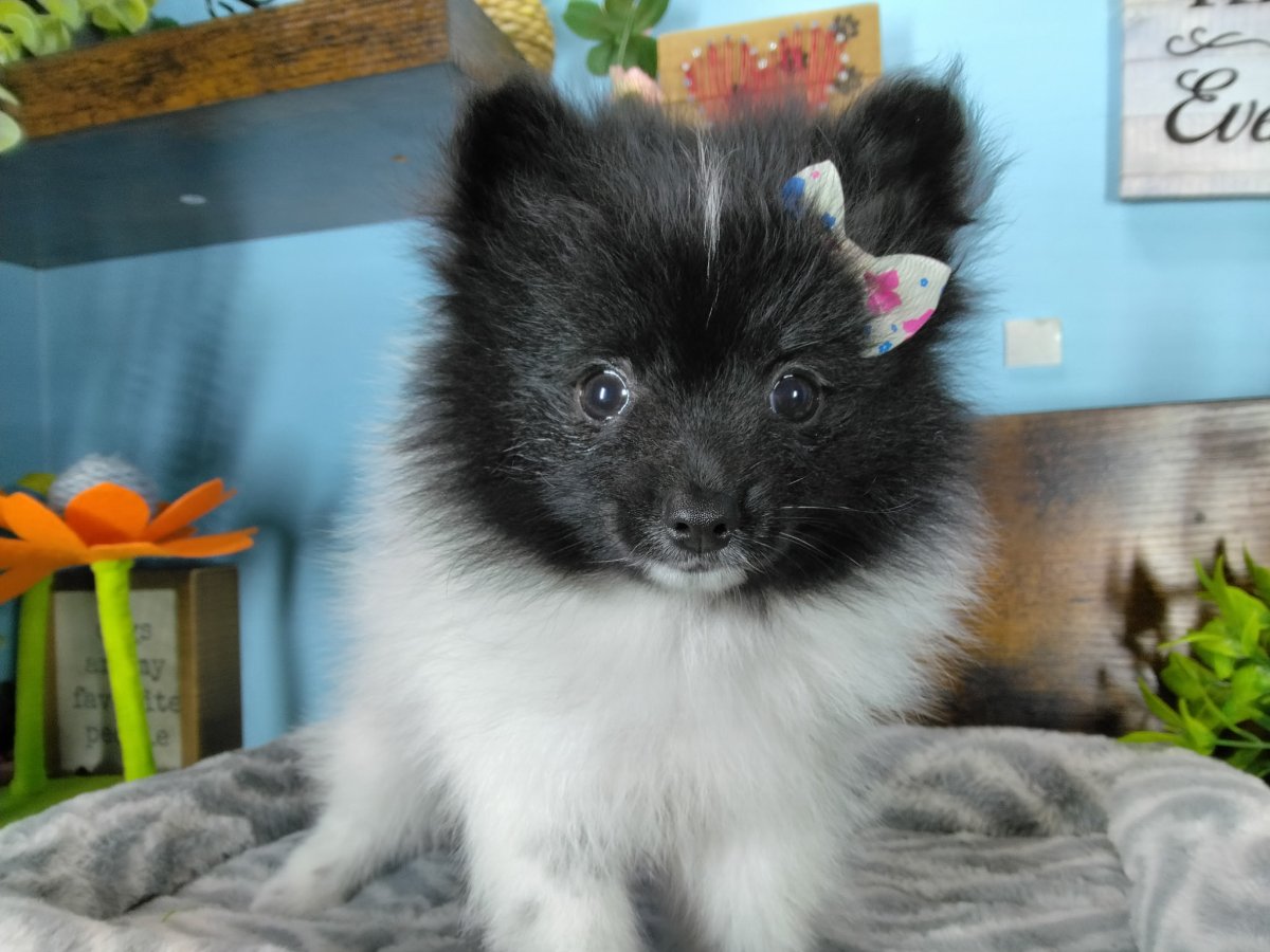 Connecticut puppies for sale