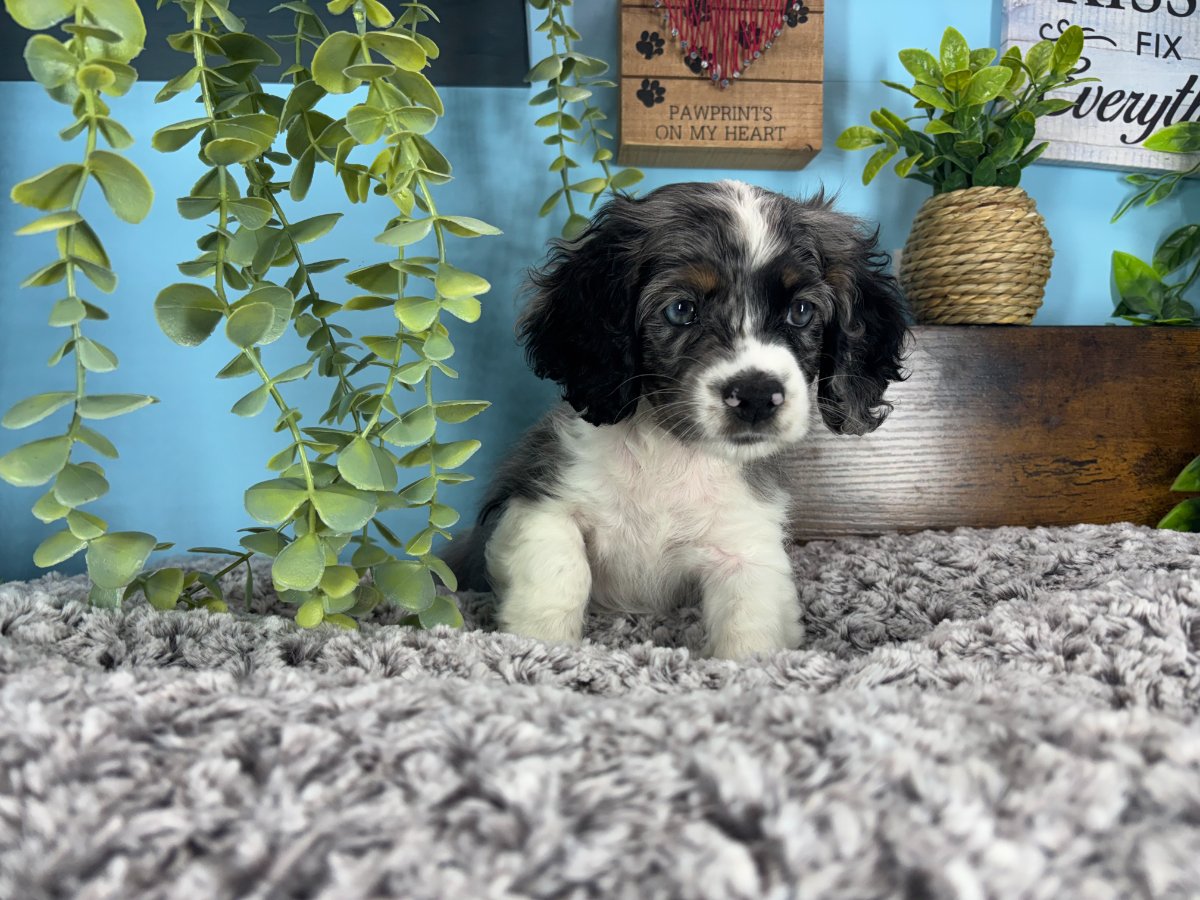 Connecticut puppies for sale