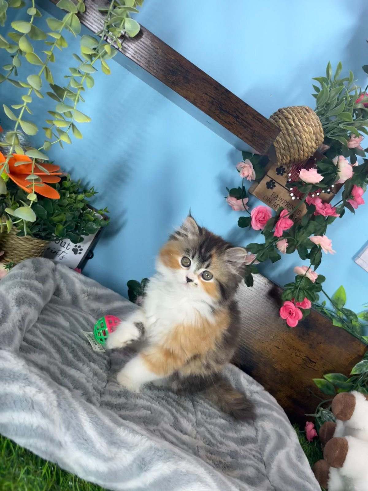 Connecticut kittens for sale