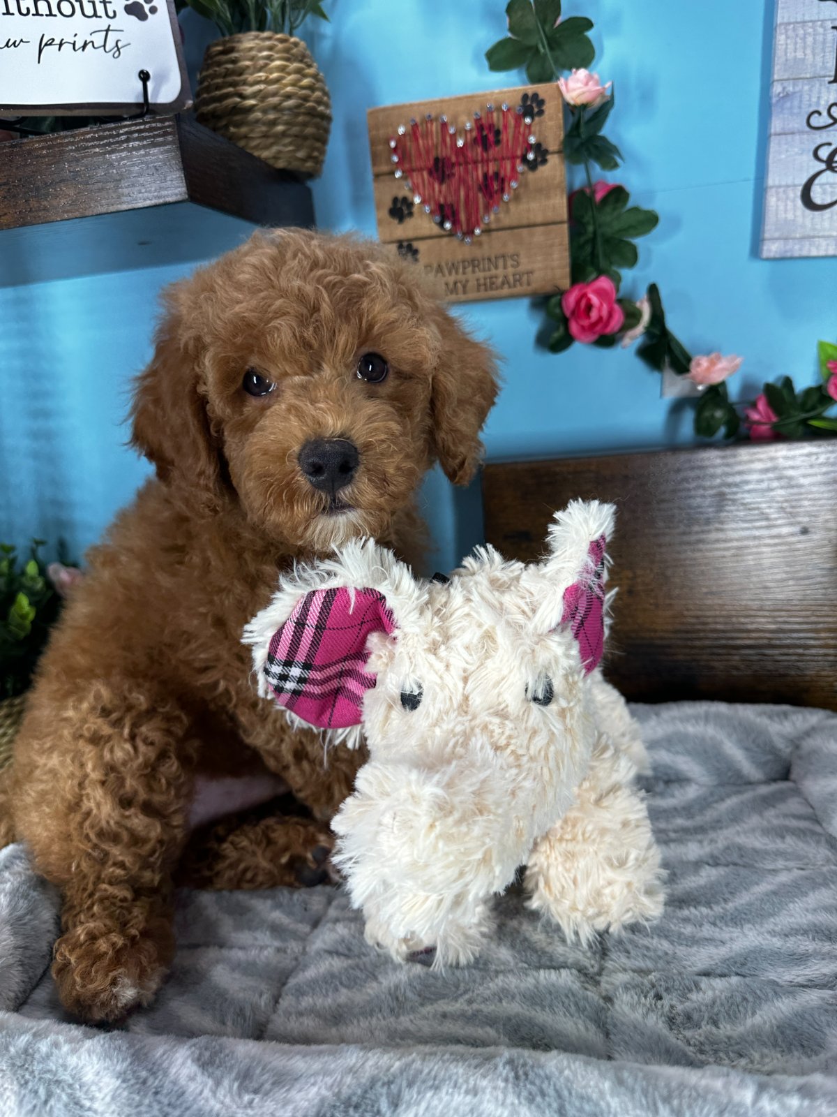 Connecticut puppies for sale
