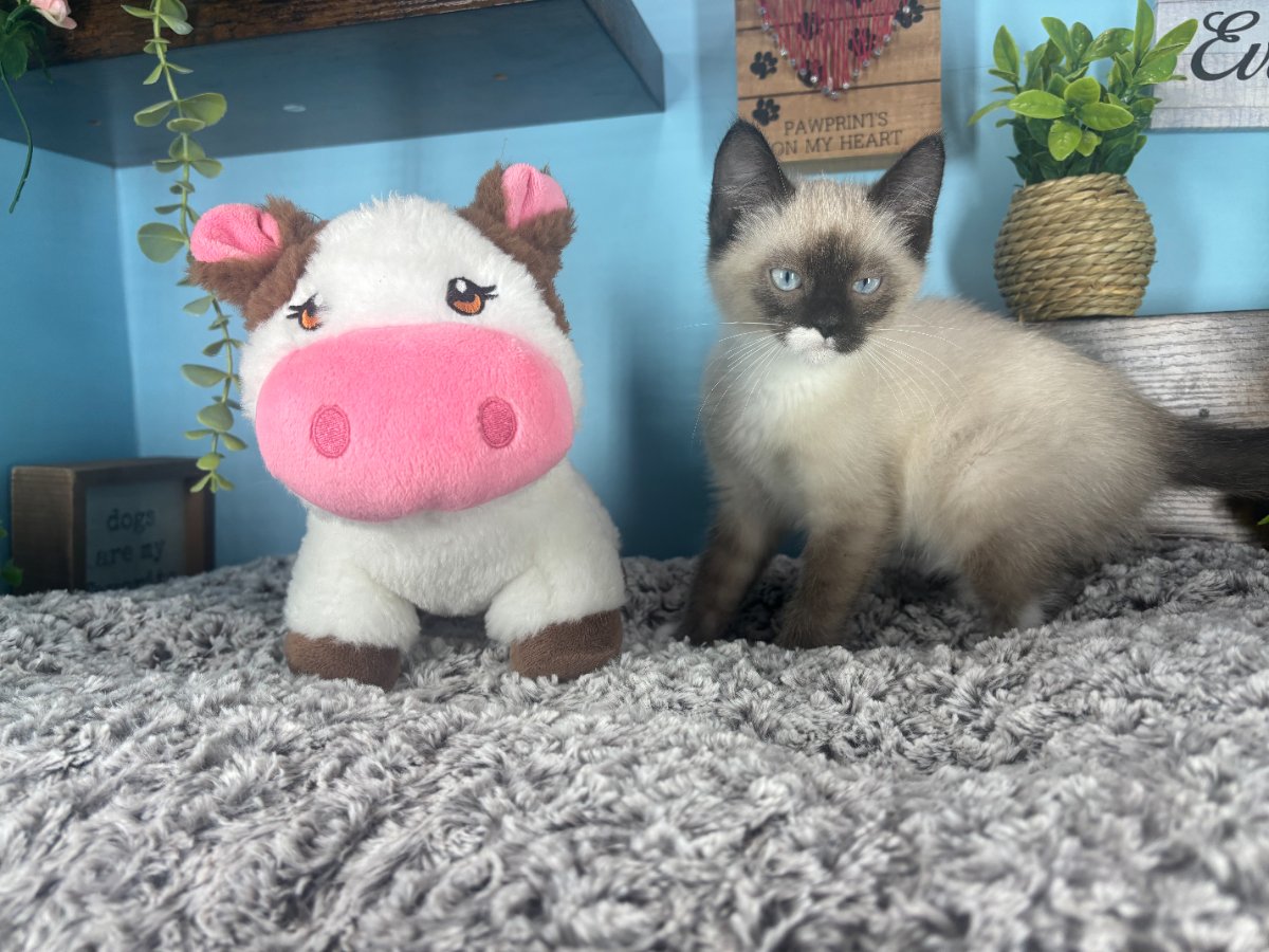 Connecticut kittens for sale
