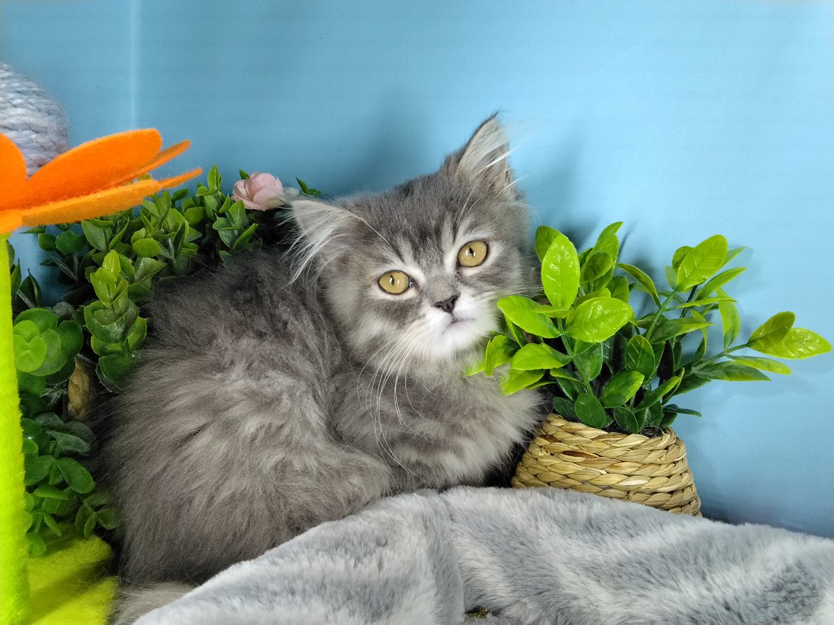 Persian kittens for sale Connecticut