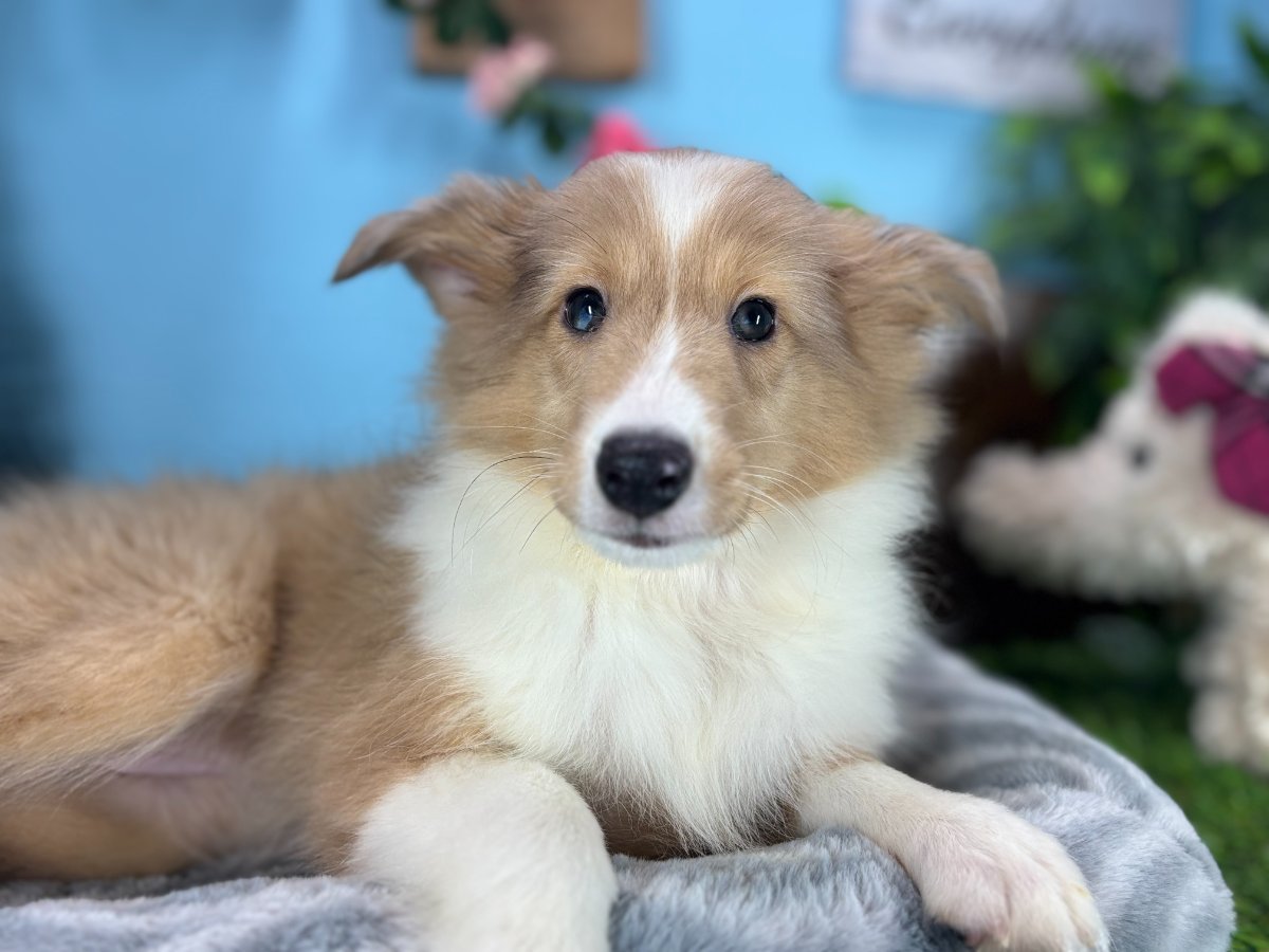 Connecticut puppies for sale