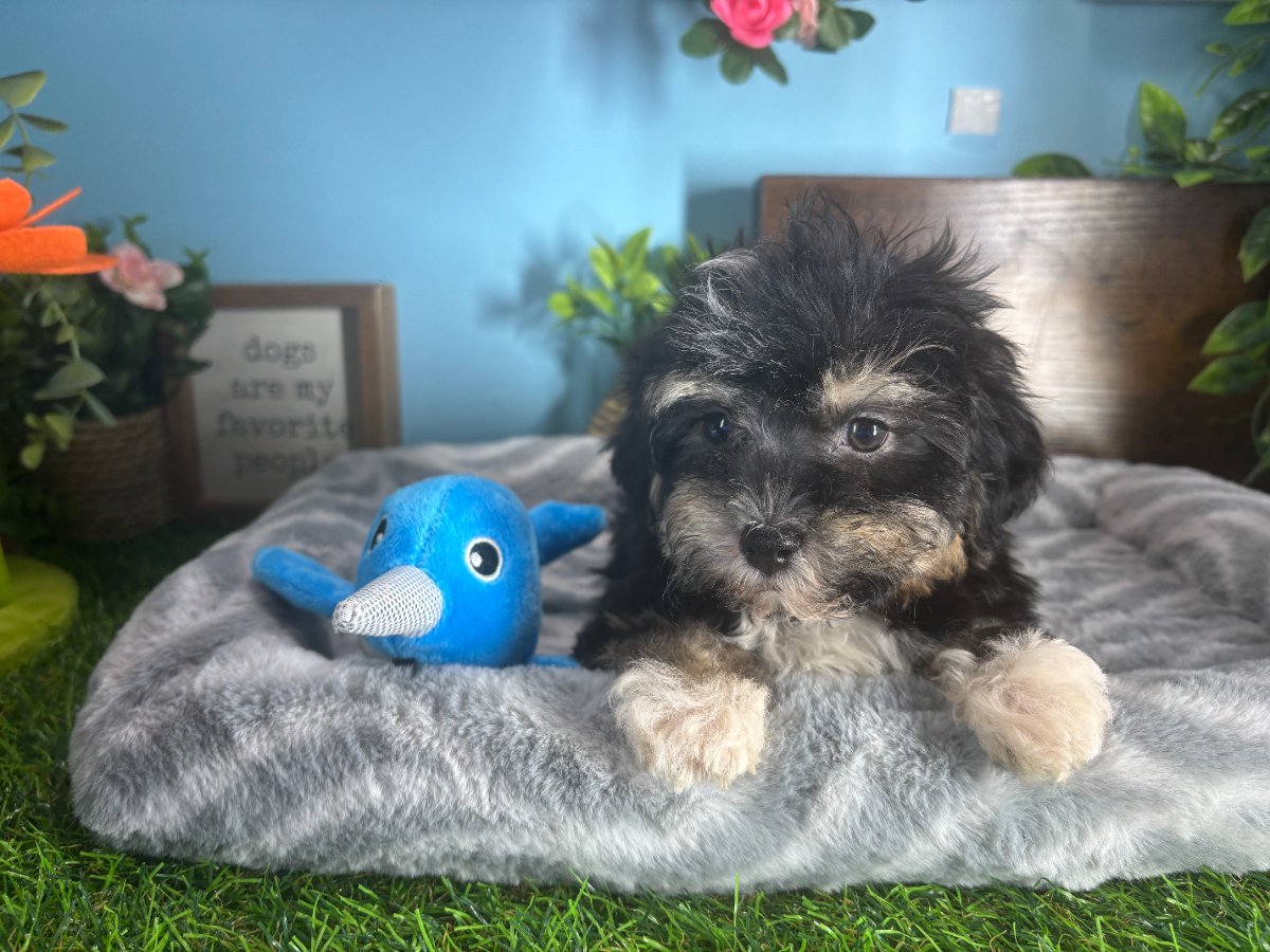 Connecticut puppies for sale