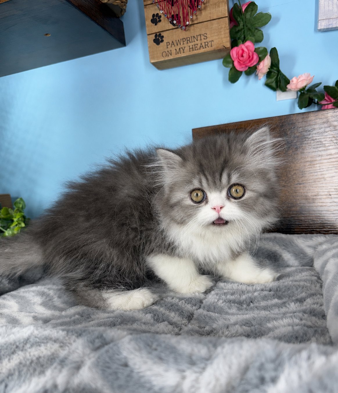 Exotic Longhair kittens for sale Connecticut