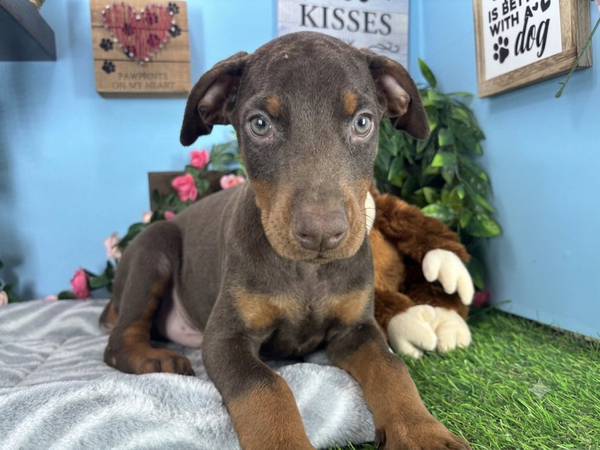 Connecticut puppies for sale